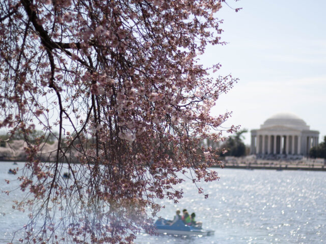 A view of the DC cherry blossoms overlooking the water with the Jefferson memorial in the distance.