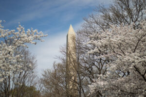 A view of the Washington monument through the cherry blossoms in the spring