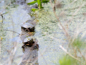 A pair of painted turtles sunning on a log with some marsh grasses in the foreground