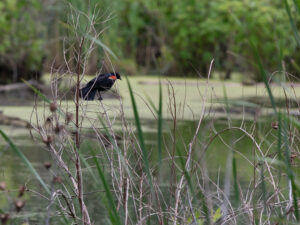 A blackbird resting on some marsh grasses