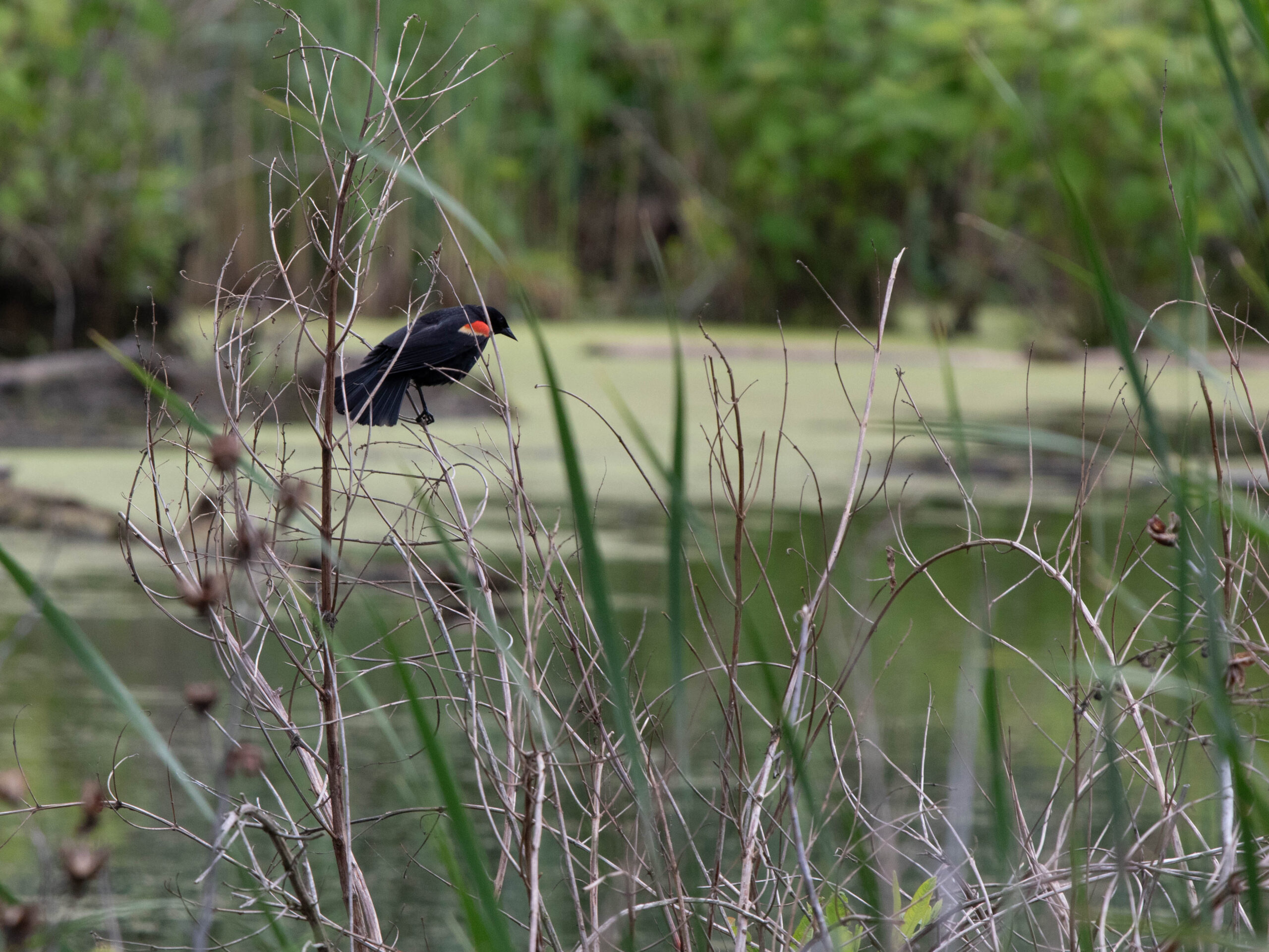 A blackbird resting on some marsh grasses