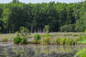 A view of the black marsh in Maryland, with the waters in the foreground and the forest in the distance