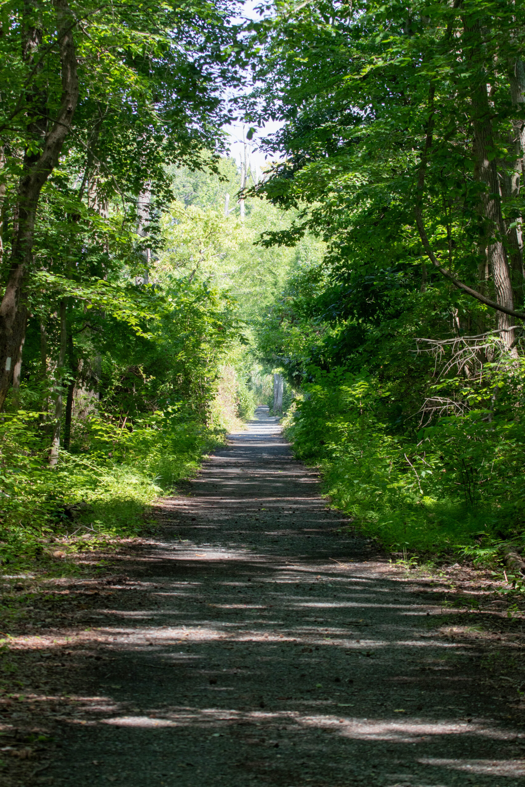 A view down a tree lined trail with the end of the forest in sight in the distance 