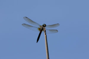 A dragonfly resting on a cut reed against a blue sky