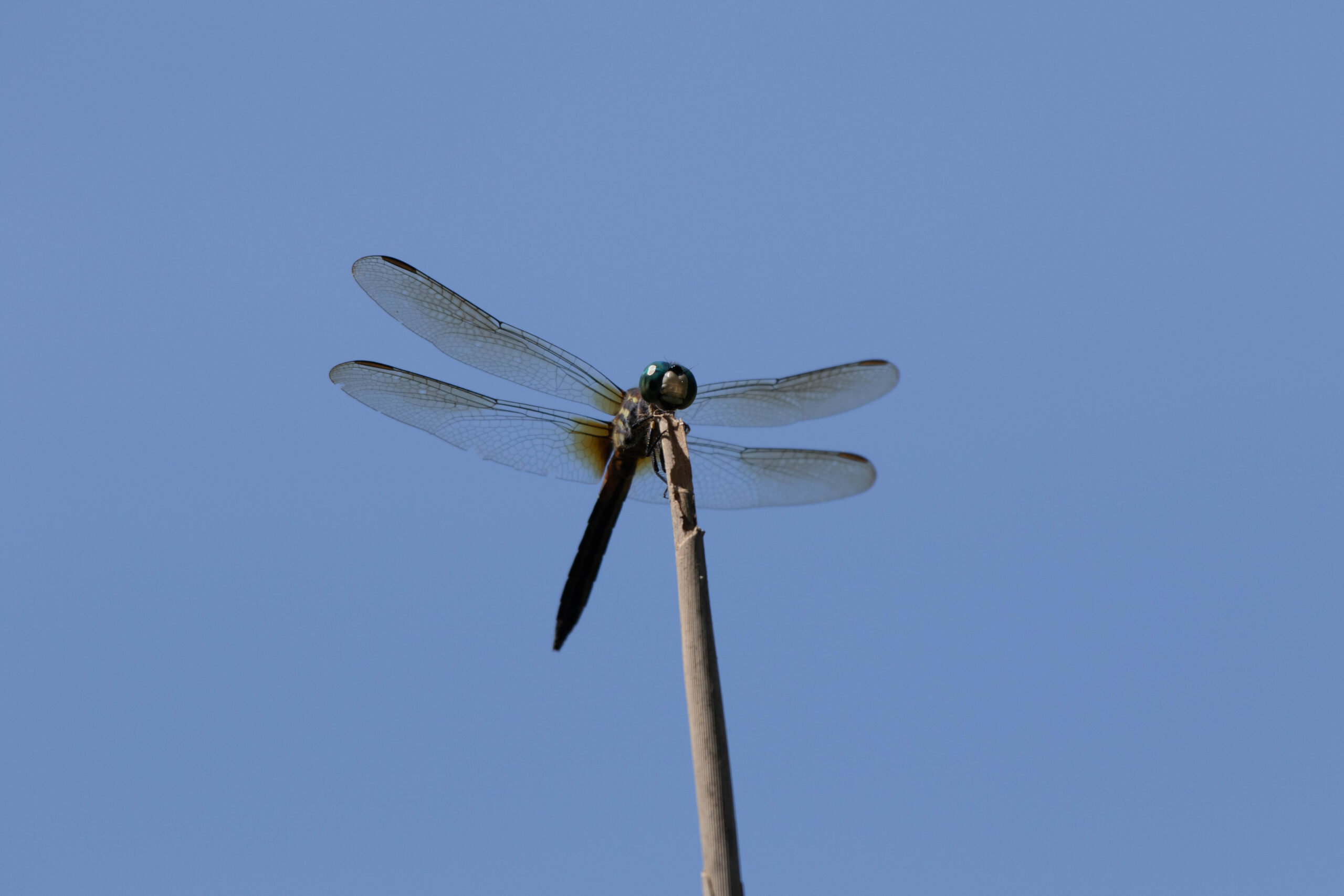A dragonfly resting on a cut reed against a blue sky