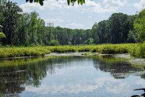 A view of the black marsh from the trail in North Point State Park with a view of the water in the foreground, marsh grasses in the mid-distance and forest in the distance. 