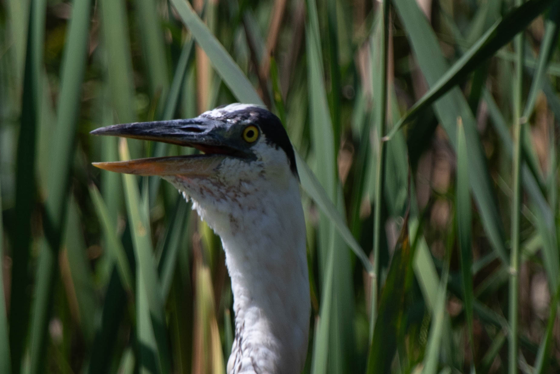 A close-up of a great blue heron with its beak open
