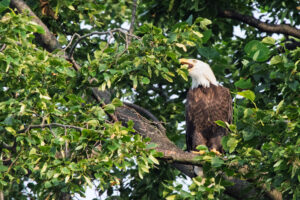 A bald eagle in a tree, with it's beak open mid-call