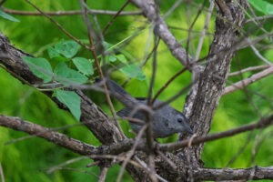 A grey catbird among the branches of a tree, looking towards the camera