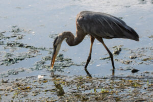 A great blue heron bent over with it's beak dripping water from hunting for food.