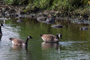 A flock of canada geese swimming along the shore, one dripping water from it's beak from hunting for food underwater