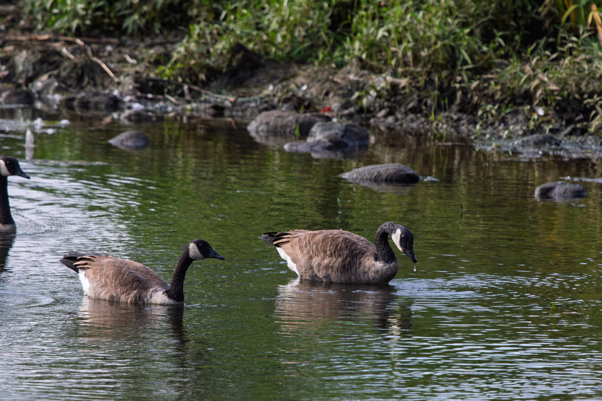 A flock of canada geese swimming along the shore, one dripping water from it's beak from hunting for food underwater