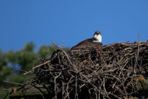 An osprey sitting on its nest and looking directly at the camera.