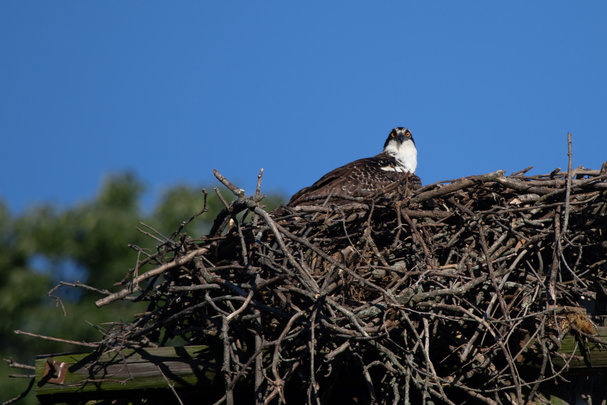 An osprey sitting on its nest and looking directly at the camera.