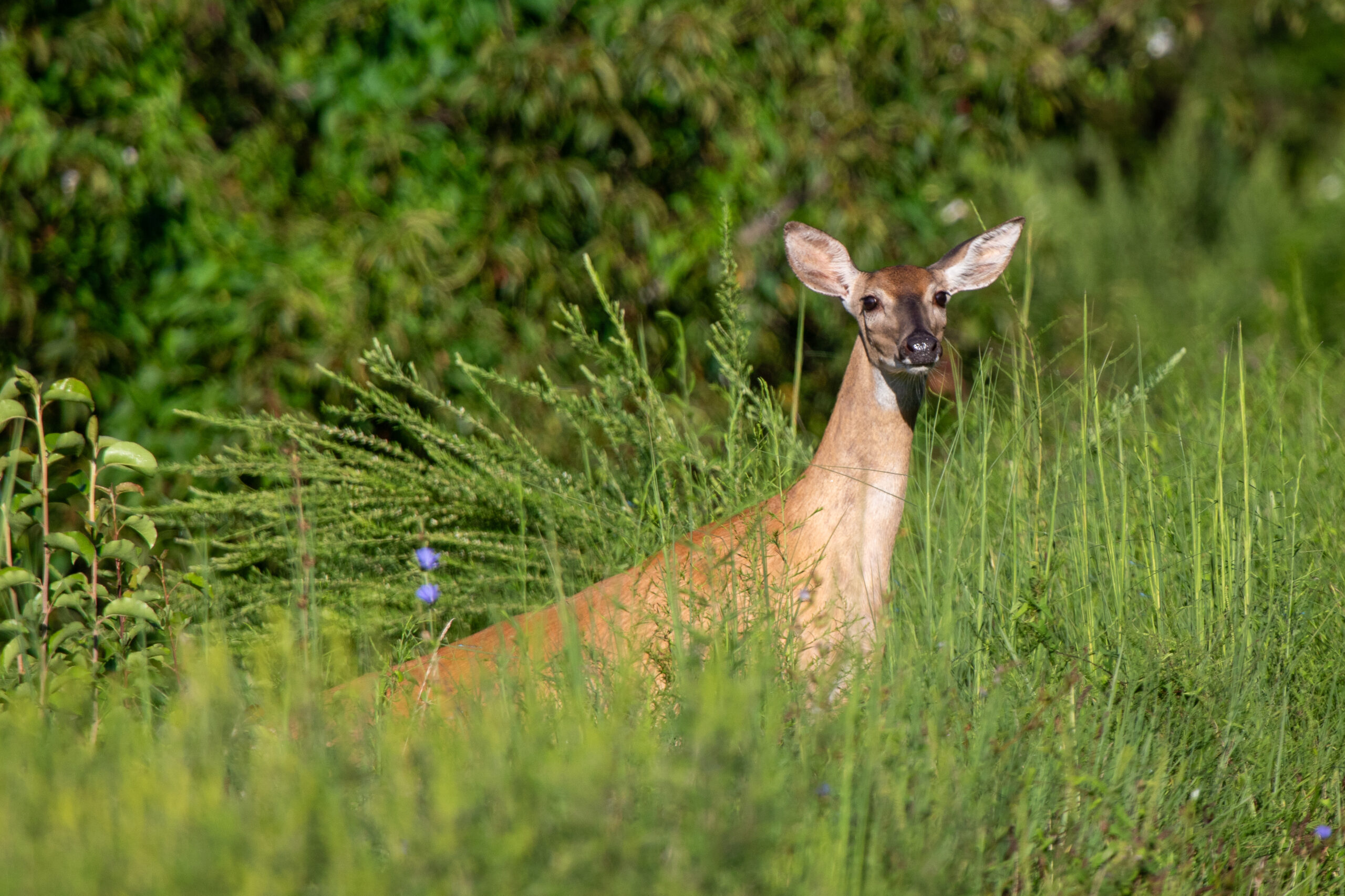 A deer among some tall grass at the edge of a trail.