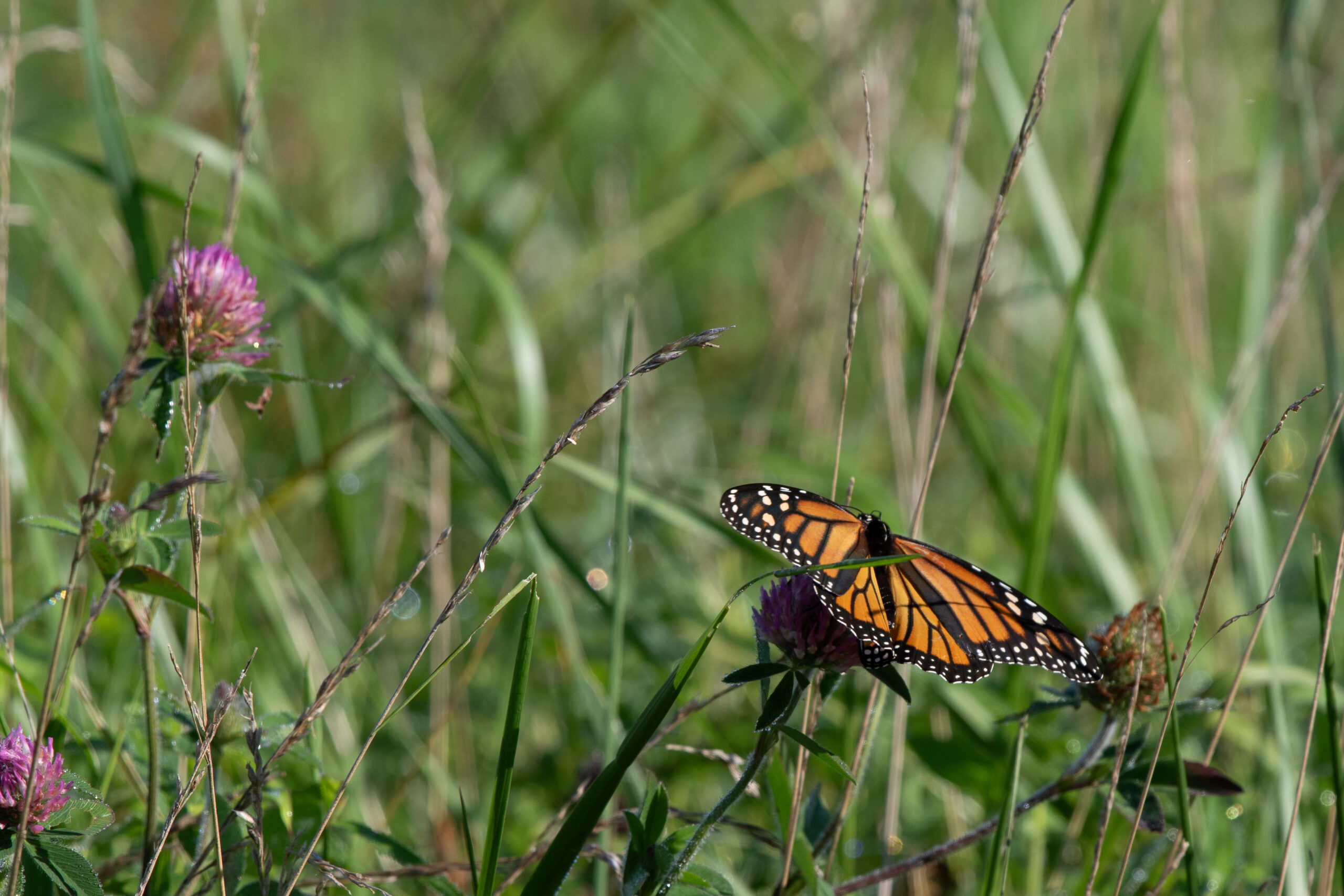A monarch butterfly resting with its wings open in a dewy field.