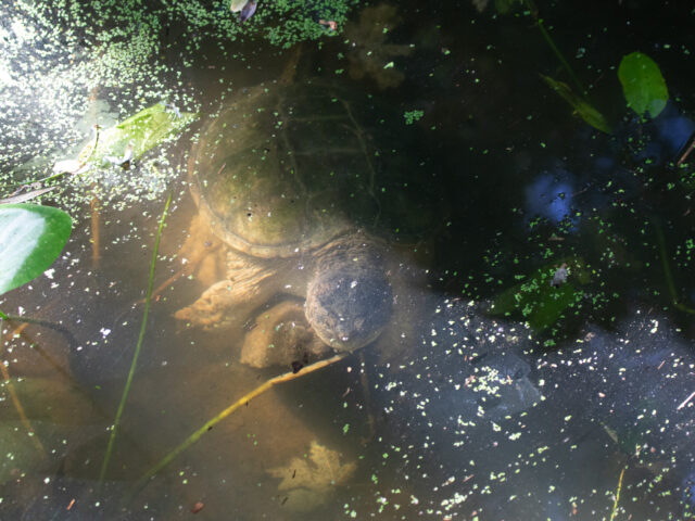 A snapping turtle just underwater with a sun shaft coming through the frame.