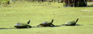 A trio of painted turtles resting on a log in a line in a green marsh