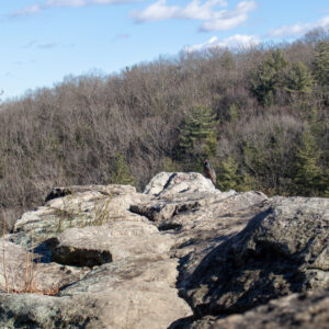 A turkey vulture sitting at the edge of the rock outcropping at King and Queen seat at Rocks state park. 