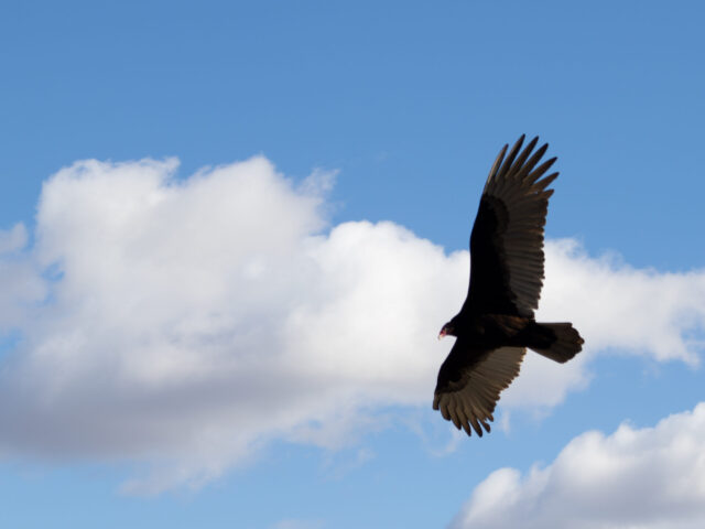 A turkey vulture in flight against a bright blue sky with fluffy clouds.