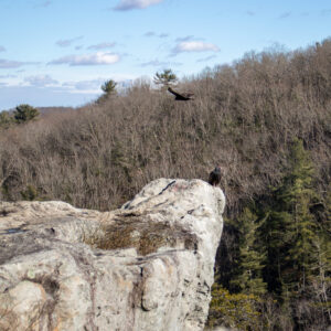 Another photo of the turkey vulture sitting on the edge of the King and Queen seat with another flying just overhead. 