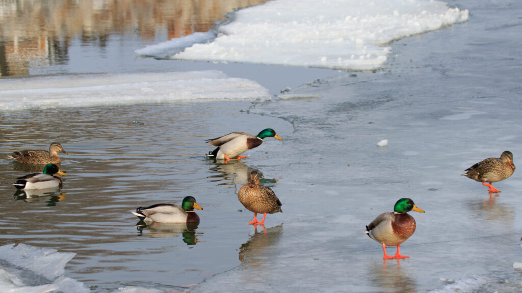 About a half dozen mallard ducks, a mix of male and female, some swimming where the ice is broken and other standing on the ice.