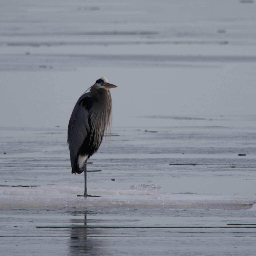 a great blue heron stands on one foot on a chunk of ice.