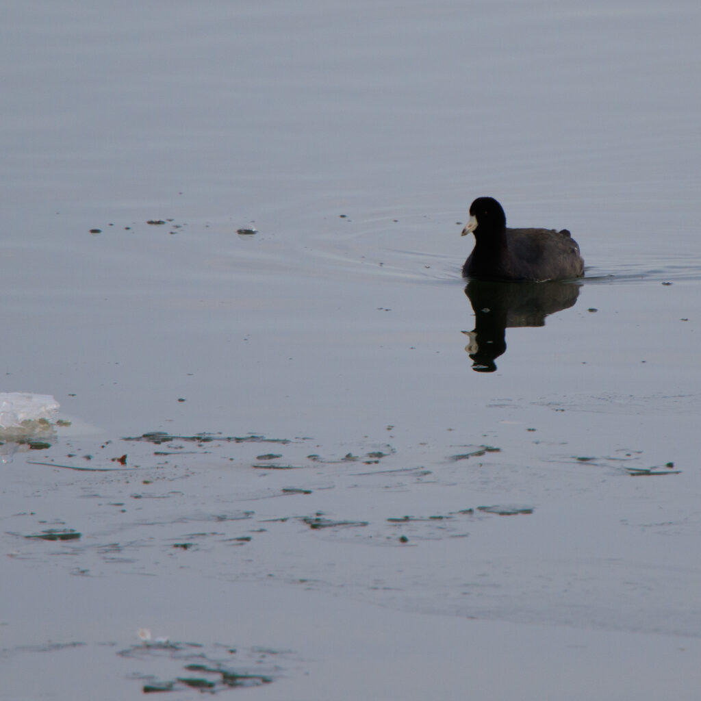 A coot swimming along towards the camera and a piece of ice.