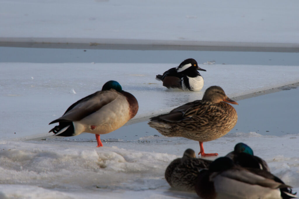 a couple of mallard ducks sitting on the ice in the foreground with a male hooded merganser looking to the side in the back
